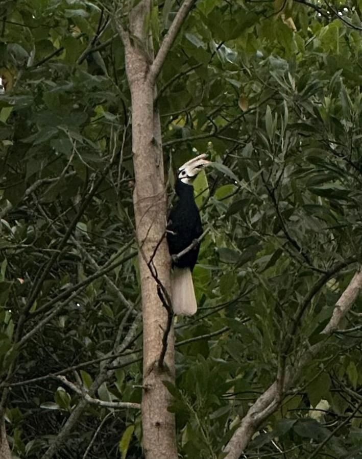 A Palawan hornbill perched in a tree in the garden